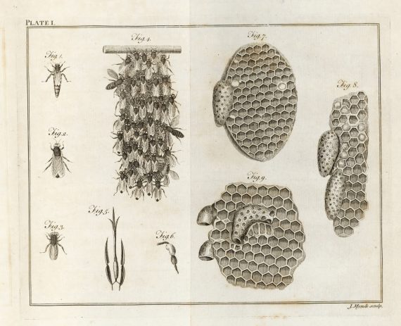 bees_and_comb_wildman_plate_1